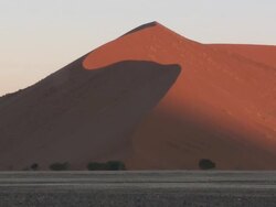 Trees at base of sand dune, Sossusvlei, Namib-Naukluft, Namibia Stock Footage