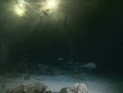 Marble Ray (Taeniura meyeni) glides past camera, school of fish backlit by jetty lights in background, ECU, Vaavu Atoll, The Maldives Stock Footage
