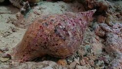 Triton trumpet Stock Footage