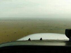 AERIAL: Poaching And Climate Change Threaten Endangered Plants In Everglades Stock Footage