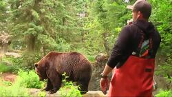 SeattleÃ¢Â€Â™s Famed Fish Tossing Goes To The Bears Instructional Video