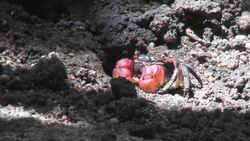 Crab in mangrove swamp Stock Footage