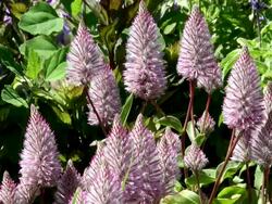 MS View of bloom pink celosia / Koblenz, Rhineland-Palatinate, Germany Stock Footage