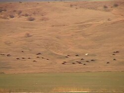 herd of cows Stock Footage