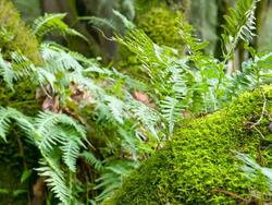 Fern Stock Footage