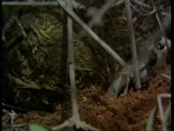 CU dung beetle burying dung ball, Kenya Stock Footage
