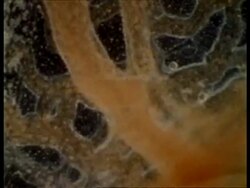 BCU blood flow along vessels of chick embryo Stock Footage