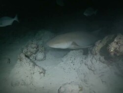 Tawny Nurse Shark (Nebrius ferrugineus) swims to camera and through frame, from above, CU, Vaavu Atoll, The Maldives Stock Footage