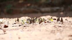 Many butterflies in national park of Thailand Stock Footage