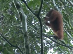 Orangutan (Pongo pygmaeus) eating fruit, Danum Valley, Sabah, Malaysia, Borneo Stock Footage