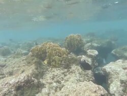 Underwater Reef Stock Footage