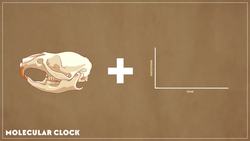 When Rodents Rafted Across the Ocean Instructional Video