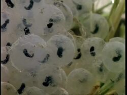 CU frog tadpole development inside frog spawn, pans left to more tadpoles developing, United Kingdom Stock Footage