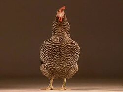 Brown hen Stock Footage