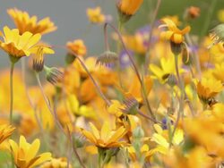 MS Shot of Namaqualand daisies / Namaqualand, Northern Cape, South Africa Stock Footage