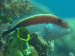 Hawk fish tunicate, reddish brown dorsal, white ventral with red face spots. Chuuk Lagoon, South Pacific  Stock Footage