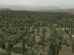 Palm trees gently move in the wind, against the backdrop of  Stock Footage