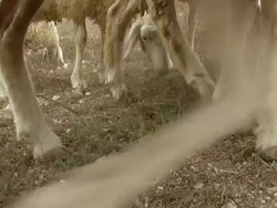 Sheep grazing Stock Footage
