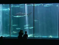MS Shot of two tourists looking into predator tank / South Africa Stock Footage
