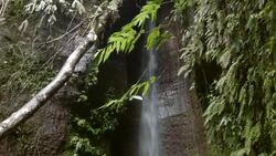 Rainforest waterfall Stock Footage