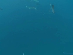 MS POV Sailfish schooling to hunt bait ball / Playa del Carmen, Isla Mujeres, Mexico Stock Footage