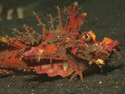 Spiny devilfish, walking, medium close up, Indonesia  Stock Footage