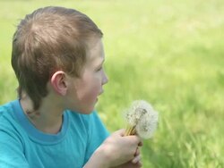 boy and a bouquet of dandelions Stock Footage