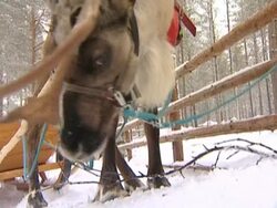 Farm in a polar region. Stock Footage