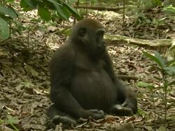  WS Western Lowland Gorilla sitting on forest floor surrounded by leaves reaching out to catch butterfly / Dzangha-Sangha National Park, Central African Republic Stock Footage