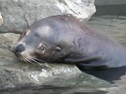 (HD1080i) Sick Sea-lion Seal Face, Close.  Looks at Camera Stock Footage