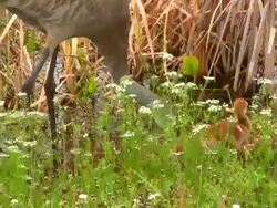 Sandhill Crane Family, Close Up Stock Footage