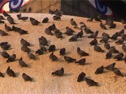 Bodhnath stupa with pigeons Stock Footage