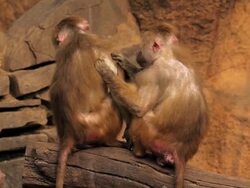 Delousing Stock Footage