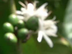 Fairtrade coffee plantation in Uganda Stock Footage