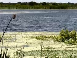 Blue Sparkling Water and Green Wetlands Stock Footage
