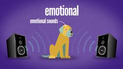 Does My Dog Know What I'm Thinking? Instructional Video