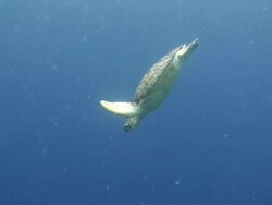 Green Turtle Swimming Stock Footage