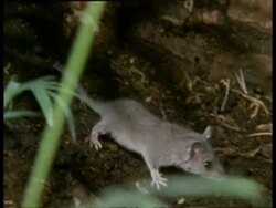 MCU 1 young Grey short-tailed Opossum following mother, climbs on back with fellow litter mates Stock Footage