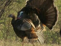 CU PAN Wild turkey displaying wings / Madoc, Ontaria, Canada Stock Footage