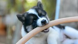 Happy smiling dog looking up . Stock Footage