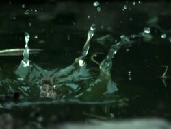 Frog Jumps into Pond Stock Footage