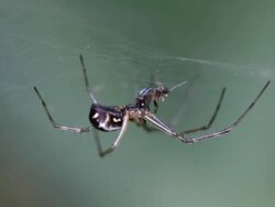 Spider Stock Footage