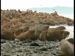WA Herd of walrus lying on rocky beach, one pack entering water Stock Footage