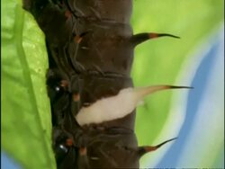 BCU Tilt down body of Cairns Birdwing butterfly caterpillar feeding on leaf, Australia Stock Footage