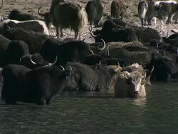 MS TS Nomadic family passing by Phoksundo lake with yak and horse / Himalayas, Upper Dolpo, Nepal   Stock Footage