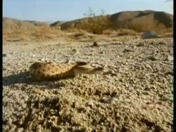 CU Tracking backwards, Horned Rattlesnake sidewinding to and attacking camera, USA Stock Footage