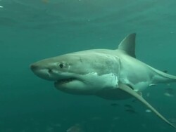 Medium hand-held - A great white shark inspects a dead fish. Stock Footage