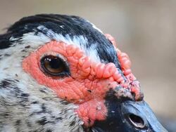 Duck head Stock Footage