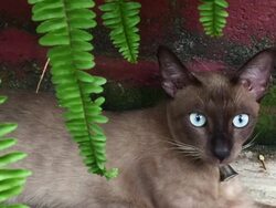 Kitty Cat Stock Footage