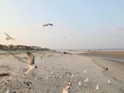 WS TD View of large group of seagulls on beach / St Simon's Island, Georgia, United States Stock Footage